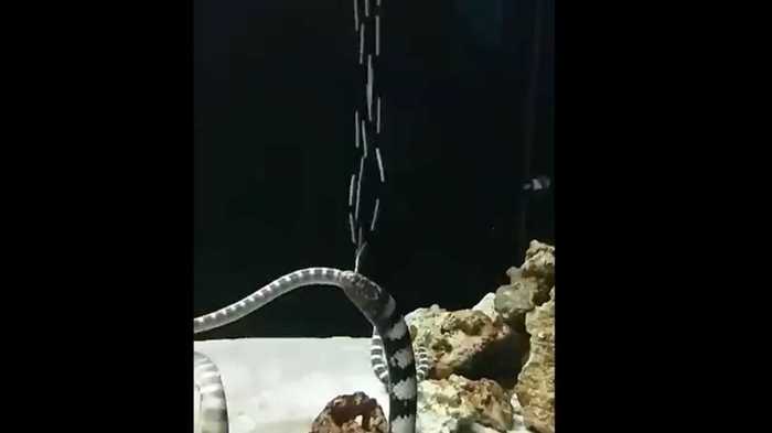 頭から“ビーム”を撃つウミヘビ現る!? 謎の行動を飼育員に聞いた