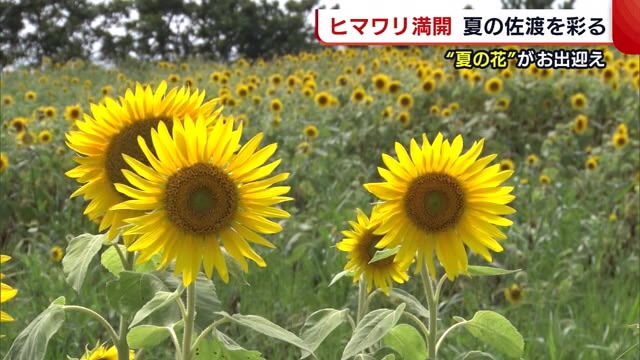色とりどり“夏の花”が観光客をお出迎え 地元住民が植えたヒマワリも満開【新潟・佐渡市】