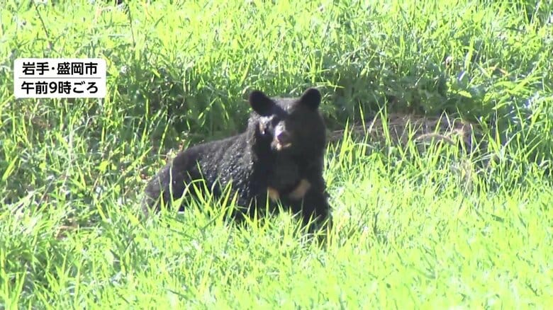 岩手・盛岡市役所付近にクマ出没　札幌では道内初の緊急銃猟を一時判断　秋田・湯沢市のクマは住宅に“居座り”4日目｜FNNプライムオンライン