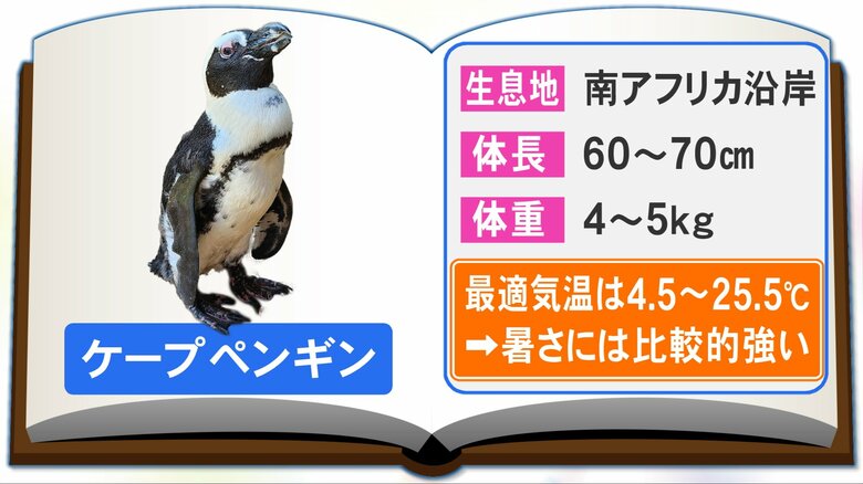 2週間ぶりに無事生還…「温室育ち」の脱走ペンギン なぜ生き延びられたのか 考えられる“3つのワケ”とは｜FNNプライムオンライン