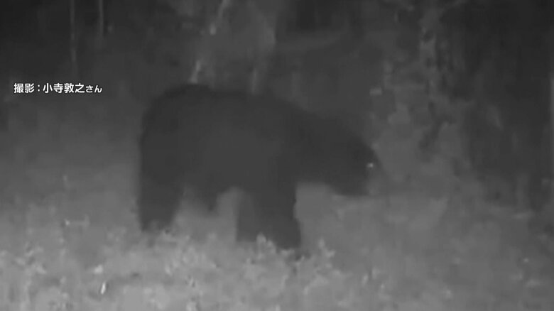 都内でクマの姿をカメラが捉える イノシシ用ワナ周辺を徘徊する体長1m超えるツキノワグマ クマ用ワナ近く設置へ 東京・八王子市|FNNプライムオンライン