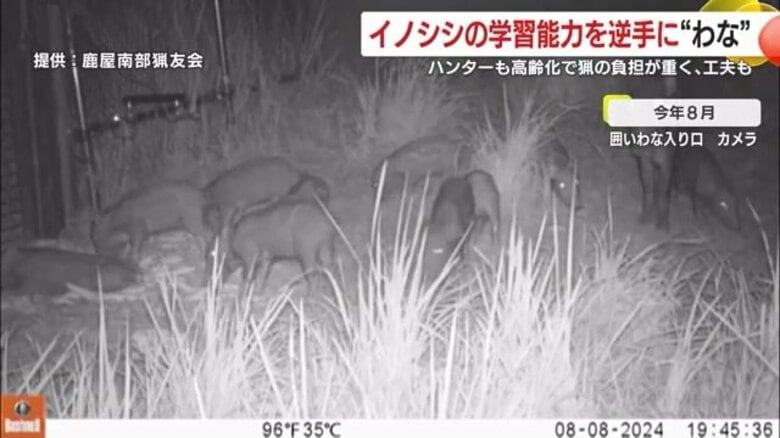 イノシシによる農作物被害1億7000万円超え　イノシシの学習能力を逆手に“わな”　地域安全と共存の取り組み｜FNNプライムオンライン