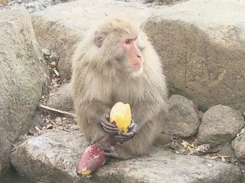 石に叩きつけて柔らかく…サルのために焚火でつくった20キロもの焼き芋 100匹超による熾烈な争奪戦に｜FNNプライムオンライン