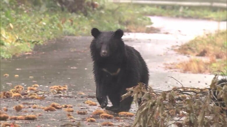 「突然現れたらどうする?」クマへの脅威感じる人が6割 目撃経験は2人に1人 秋田県民アンケートから見えた備えの現在地 専門家が遭遇時の対処法と対策を解説|FNNプライムオンライン