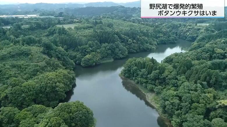 湖全体を埋め尽くしていた「ボタンウキクサ」はいま…　爆発的に繁殖した外来植物の撤去が劇的に進む　少しでも残すと3カ月で1000倍に!?【宮崎発】｜FNNプライムオンライン