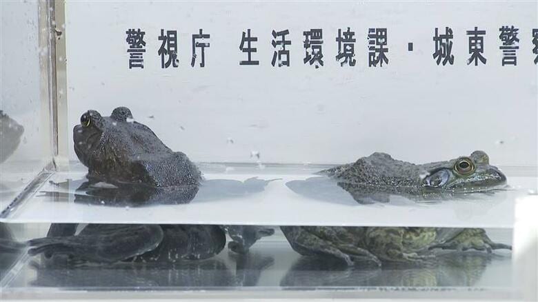 食用ウシガエルはキロ4000円・カミツキガメは5500円…特定外来生物を販売目的で飼育容疑で食品会社社長ら書類送検 警視庁|FNNプライムオンライン