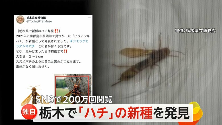 ハチの新種にSNS“20万回閲覧”　栃木県の旧国名「下野」にちなみ…「シモツケヒラアシキバチ」と命名　宇都宮市で発見｜FNNプライムオンライン