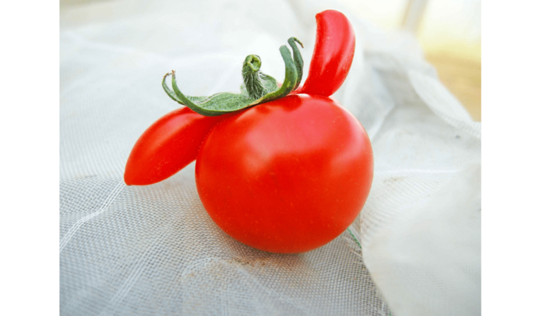 「形が悪く売れないトマト」をTwitterに投稿したら購入者が続々…トマト農家が感じた“優しい世界”｜FNNプライムオンライン