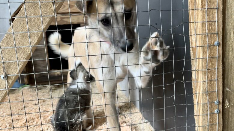ケガや精神的ストレスも…ウクライナ侵攻でペットも犠牲に　犬や猫を受け入れ続ける保護シェルター｜FNNプライムオンライン