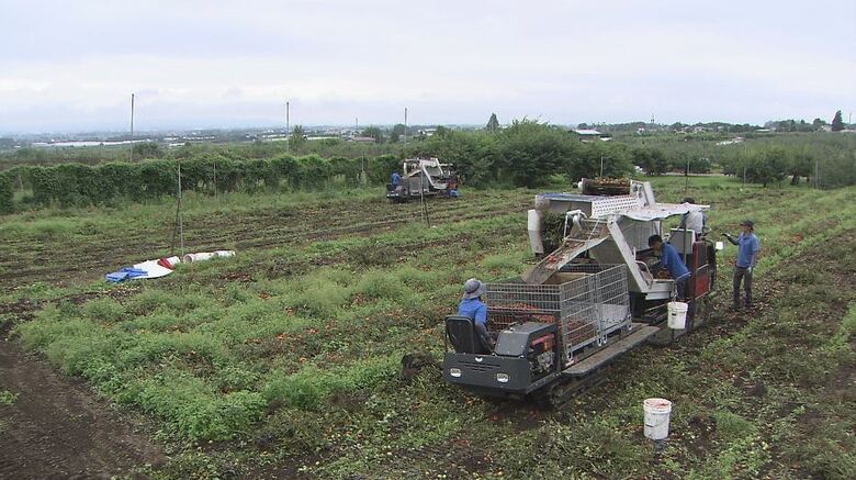 加工用トマトの農場
