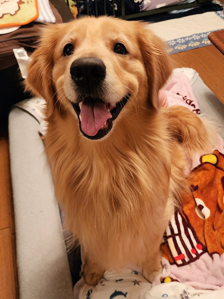 提供：Charlotte@ゴールデンレトリバーさん