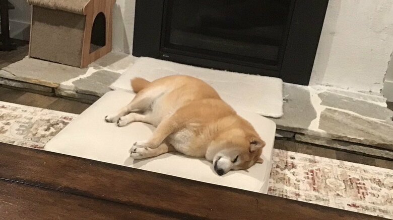 暖炉前でスヤスヤ眠る様子