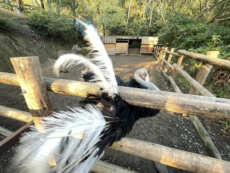 広げるとかなり大きい羽（提供：長崎バイオパーク）