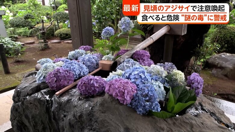 境内に約1000本のアジサイが植えられている “あじさい寺”