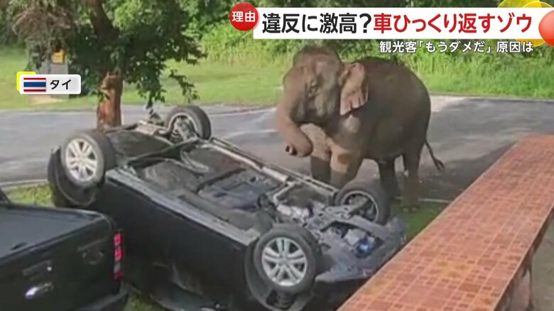 駐車されていた車をひっくり返すゾウ（13日、タイ・カオヤイ国立公園）