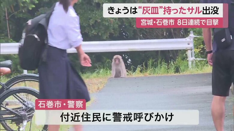 子どもらも通る道で、じっと座って見ているサル