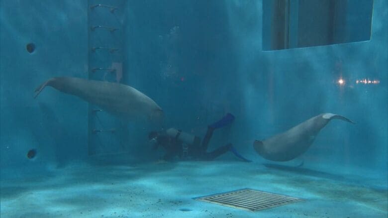 ２頭の子イルカが誕生（撮影：2025年10月）