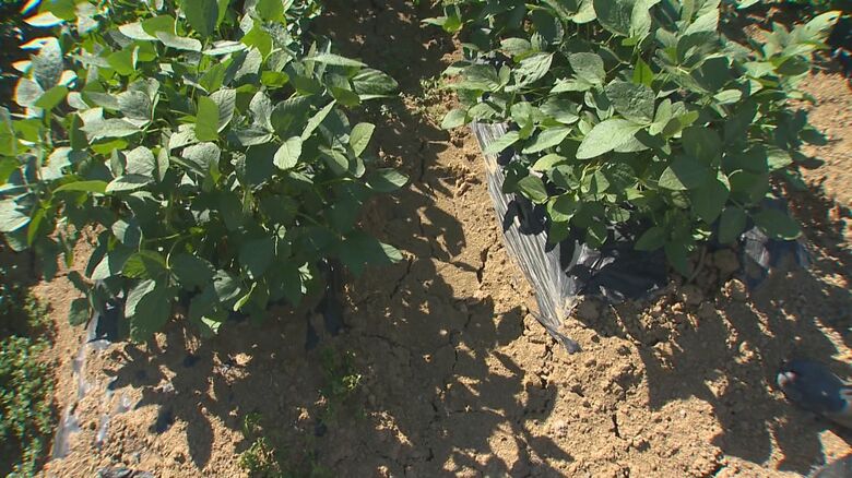 水不足で畑にひび割れ
