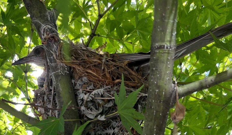 特徴から「ヒヨドリ」と判明