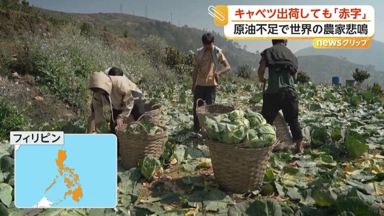 燃料費が上がったため窮状を訴えているキャベツ農家（フィリピン）