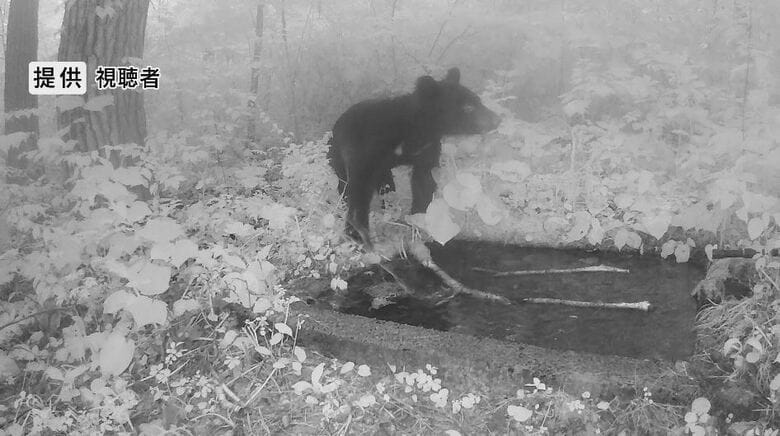 水場に現れたクマ　提供：視聴者