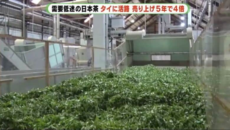 製茶の機械は日本から持ち込む