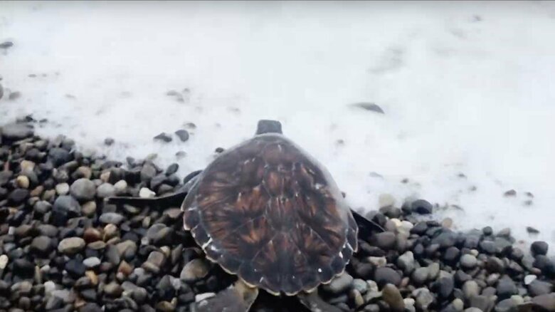 海に帰るカメを見送る様子