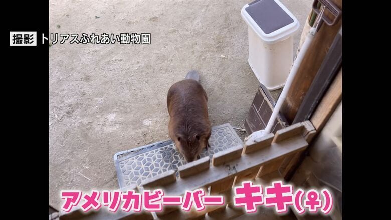 エサが置かれた建物に近づいてきたアメリカビーバーのキキ