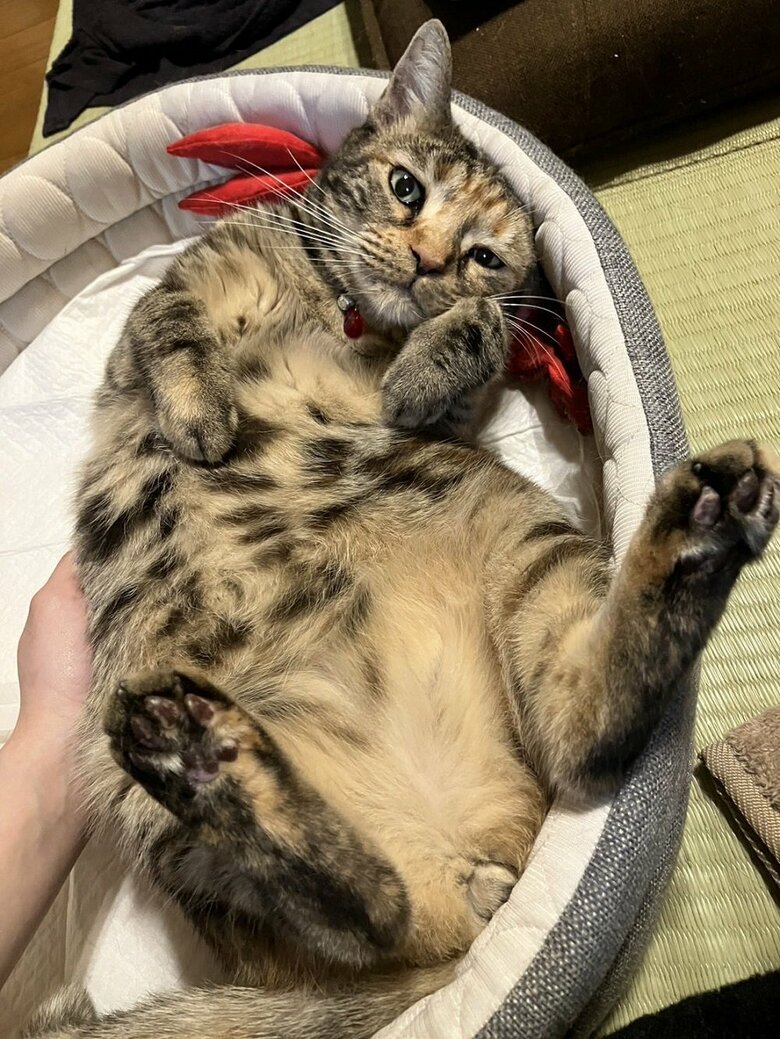 先住猫・茶子ちゃん