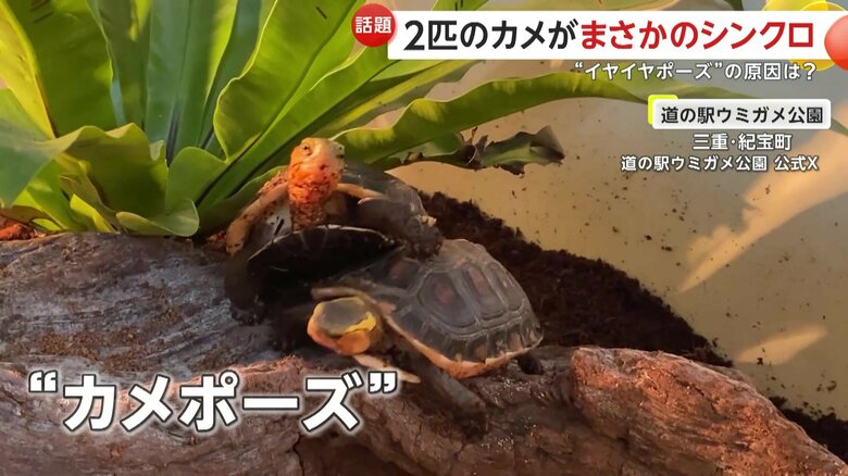 普段のカメ2匹の様子