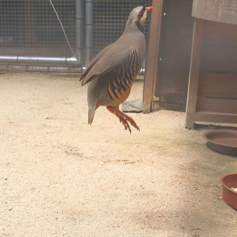 ジャンプ（提供：松江フォーゲルパーク）