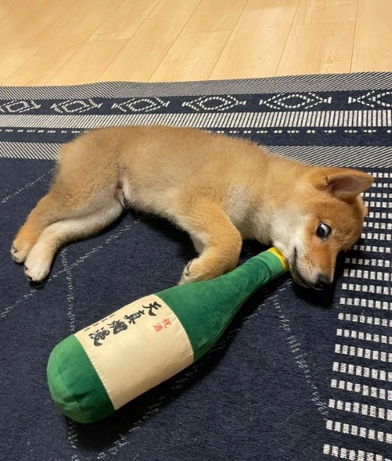 子犬だった頃の文旦くん。ギラリと光る視線はすでに仕上がっている…