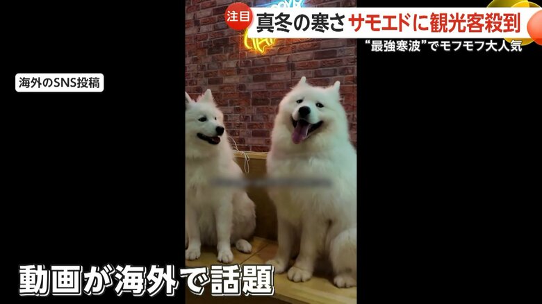 海外のSNSで投稿されたサモエドの動画が人気の火付け役に