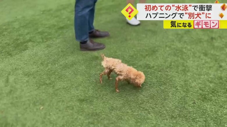 ふわふわの毛がぺったりとして別犬のようになったむったくん