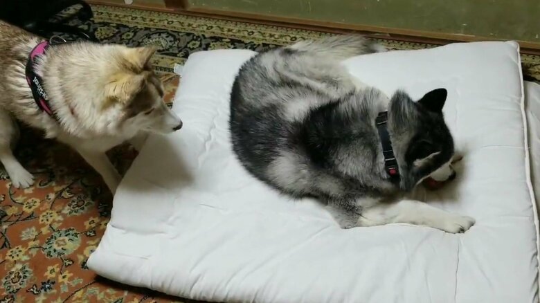 おもちゃをめぐり、両者に緊張走る