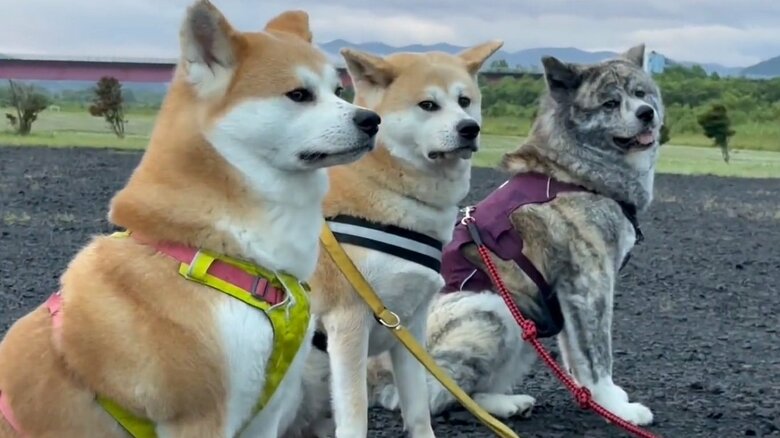 手前からアキラちゃん・天ちゃん・純ちゃん