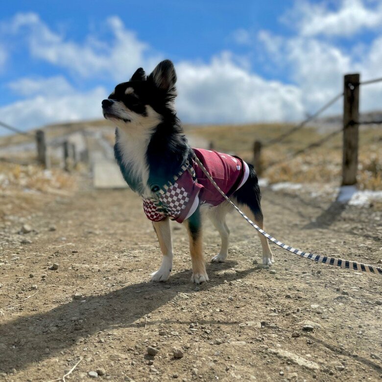 提供：チワワのごまじろーさん