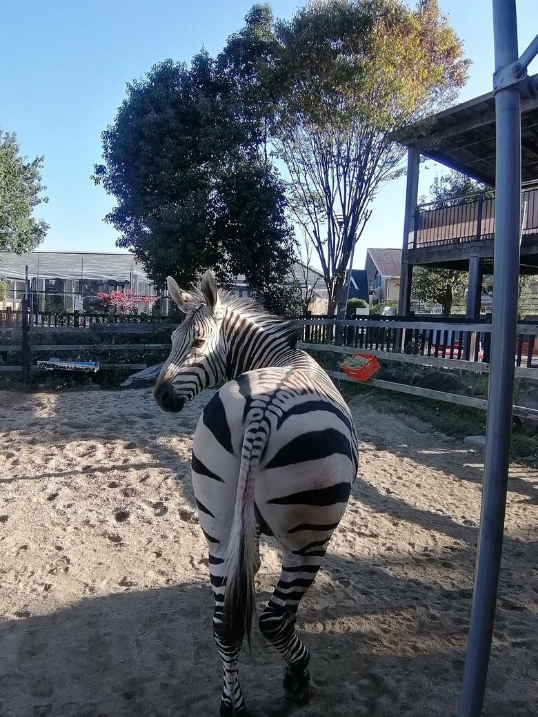 振り返るエイタくん（提供：福山市立動物園）