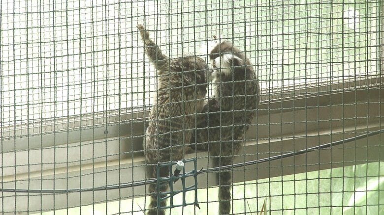 成獣でも手のひらサイズ
