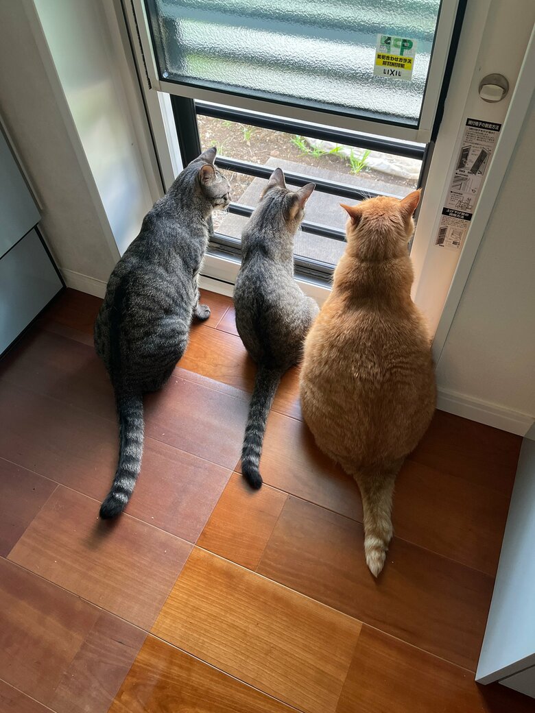 提供：すずつむふうさん