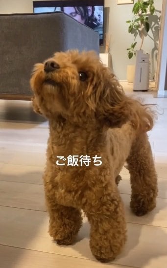 キラキラした目でごはんを待つチャイちゃん