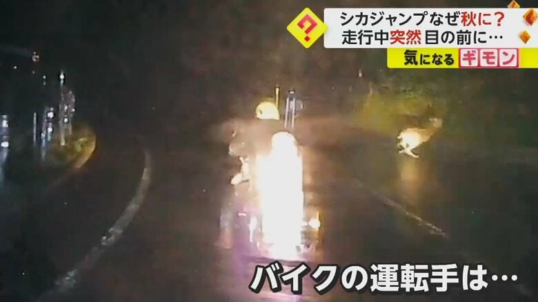突然シカが現れ、バイクの前を走り抜ける