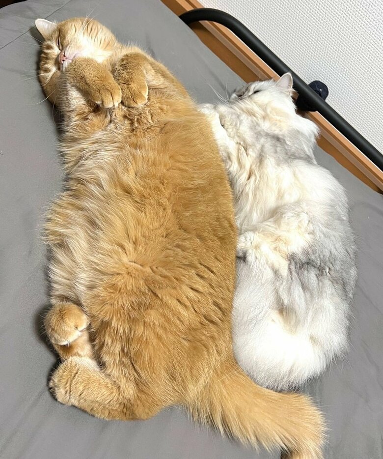 妹猫のもこちゃんとも仲良し