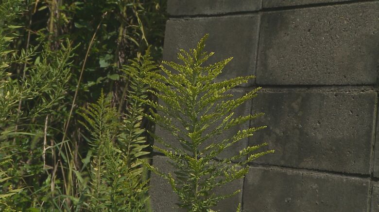 セイタカアワダチソウ