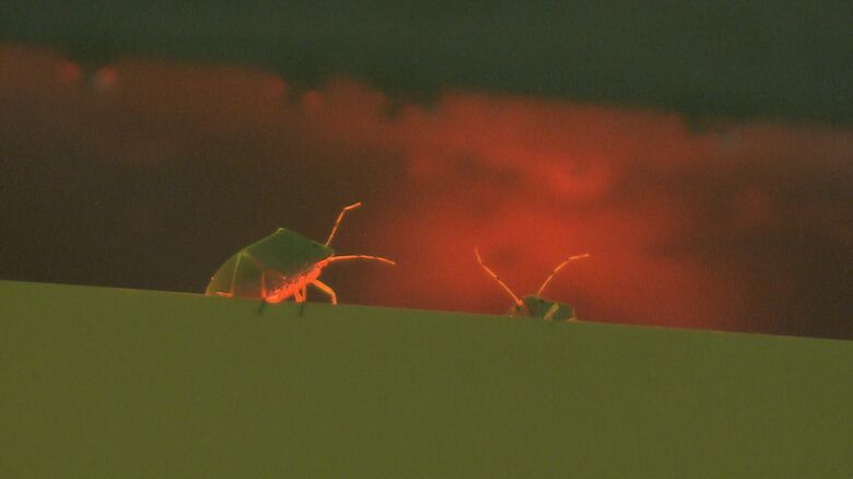 赤い光に集まるカメムシ