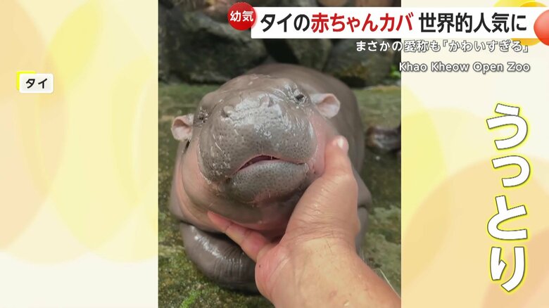 うっとりと見つめる赤ちゃんカバ