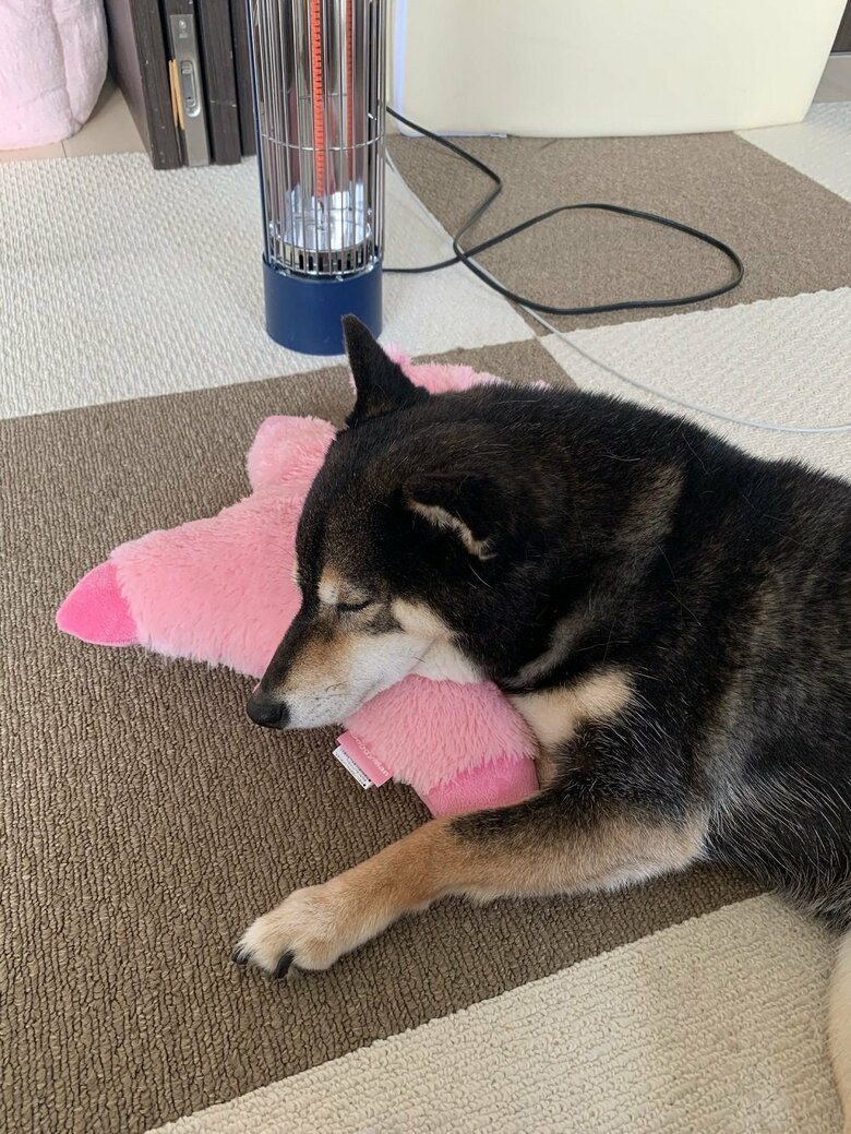 寒い時期のあずきちゃんの定位置