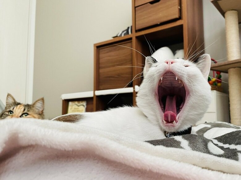 あくびするつくねくん、後ろにチラリとひまりちゃんが見える（提供：つくね＆ひまりさん）