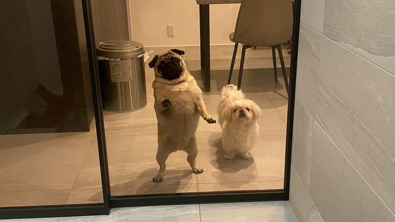 飼い主が出かけるとこうなる