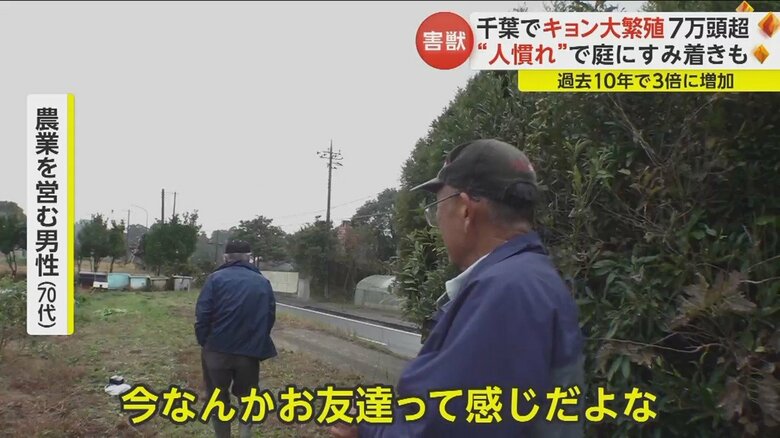 すっかり人に慣れてしまったと地元住民